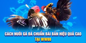 Cách Nuôi Gà Đá Chuẩn Bài Bản Hiệu Quả Cao Tại WW88