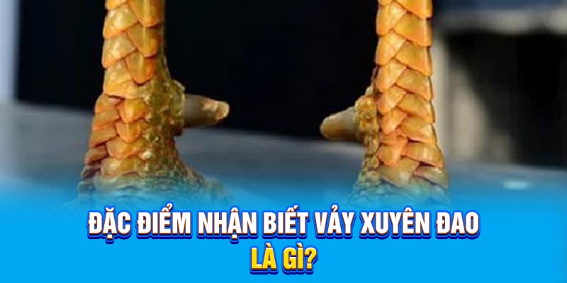 Đặc điểm nhận biết vảy xuyên đao là gì?