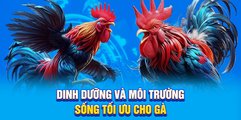 Dinh dưỡng và môi trường sống tối ưu cho gà.