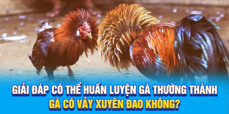 Giải đáp có thể huấn luyện gà thường thành gà có vảy xuyên đao không?