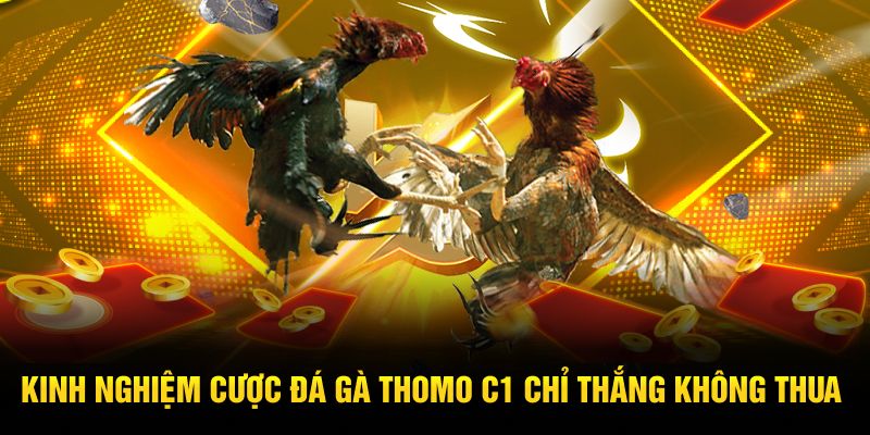 Kinh nghiệm cược đá gà Thomo C1 chỉ thắng không thua