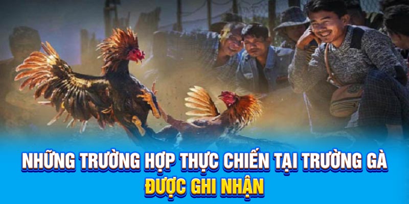Những trường hợp thực chiến tại trường gà được ghi nhận