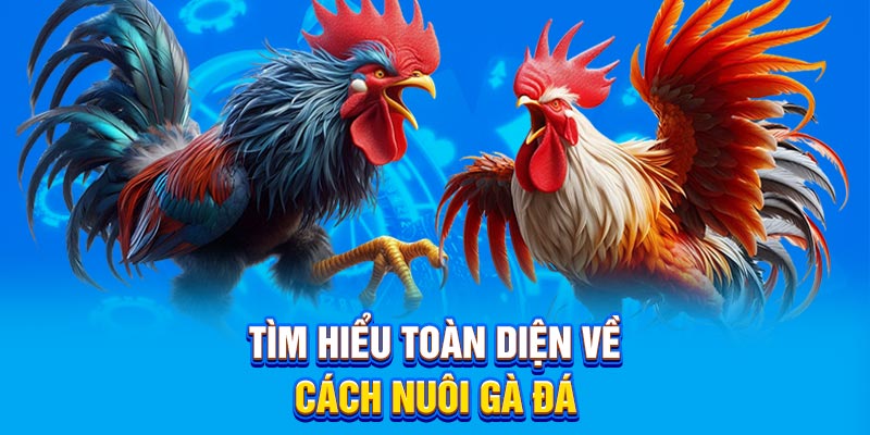 Tìm hiểu toàn diện về cách nuôi gà đá.
