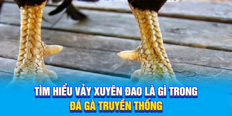 Tìm hiểu vảy xuyên đao là gì trong đá gà truyền thống