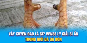 Vảy Xuyên Đao Là Gì? Ww88 Lý Giải Bí Ẩn Trong Giới Đá Gà Đòn